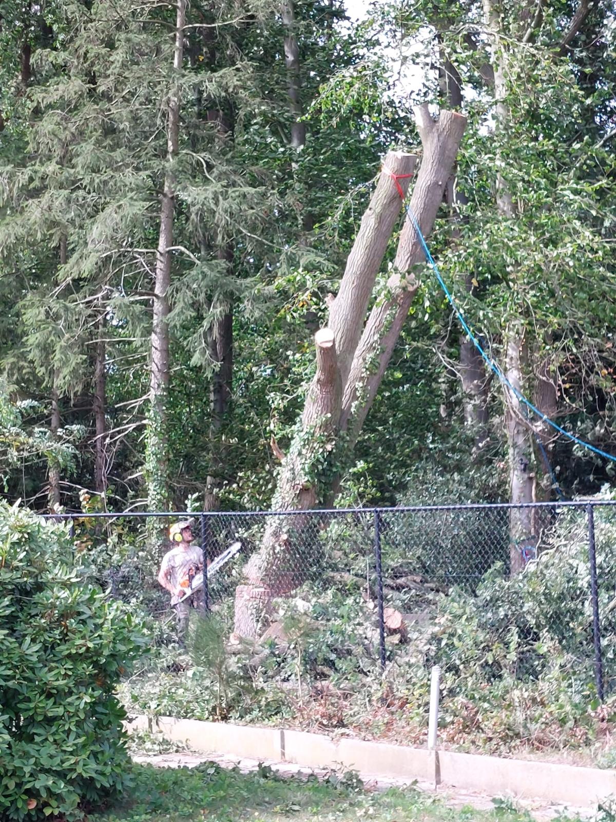 Abattage d'arbres à Bruxelles